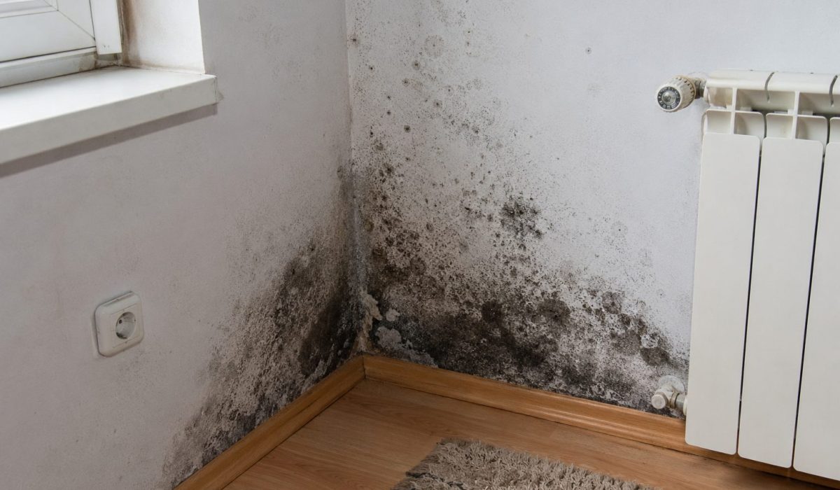 Mur intérieur avec moisissures noires causées par l’humidité dans une pièce de logement